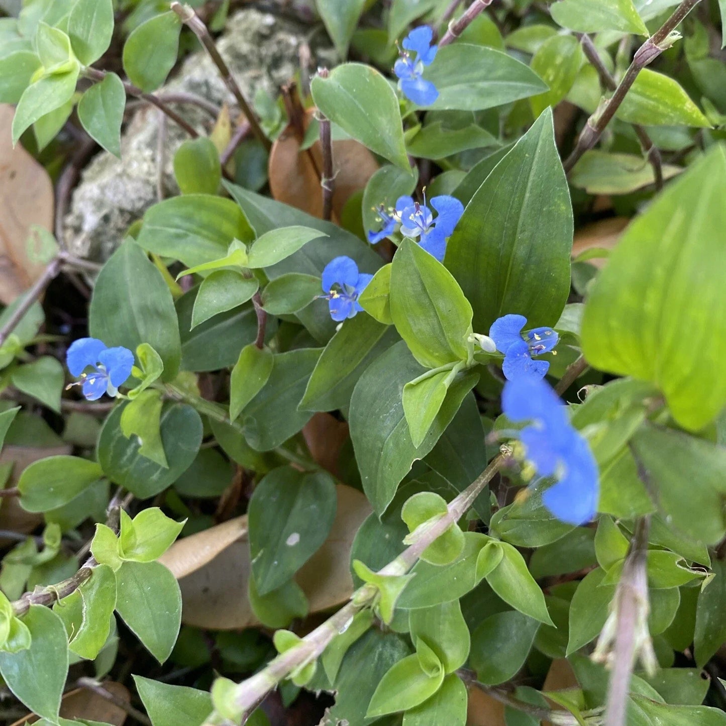 Commelina Diffusa Cuttings 15 Pieces 7 Inches Ground Cover Plant Tropical Perennial No Soil