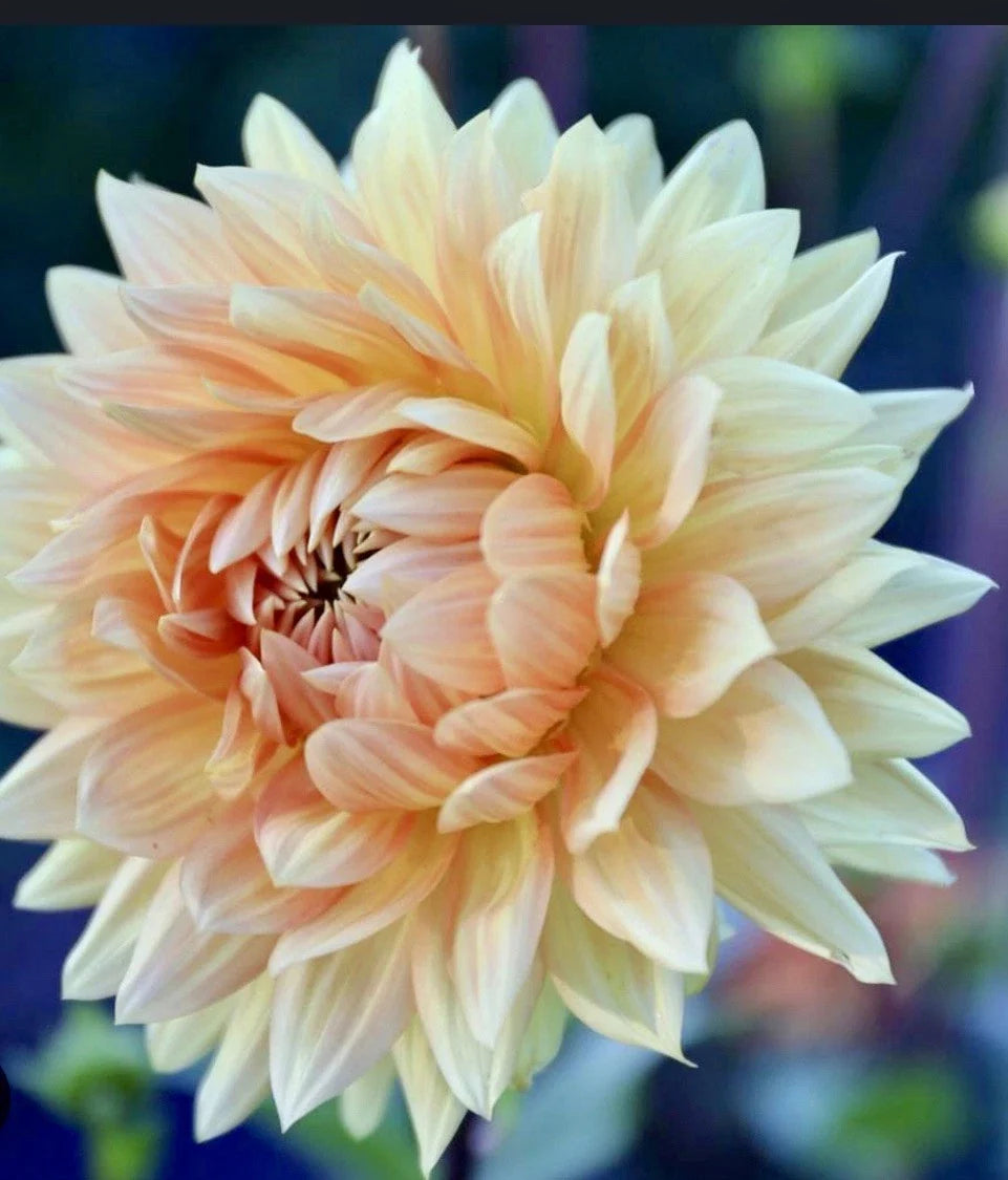Dahlia Plant Bulb Tuber Orange Peach Gold | Large Decorative Flower | Dahlia Noordwijks Glorie