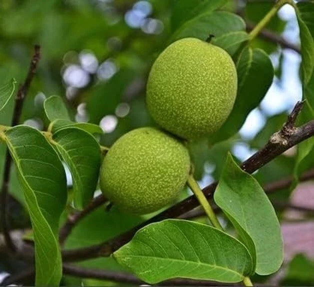 Live Black Walnut Tree - 10" Well-Rooted Juglans nigra Plant for Garden, Shade & Timber