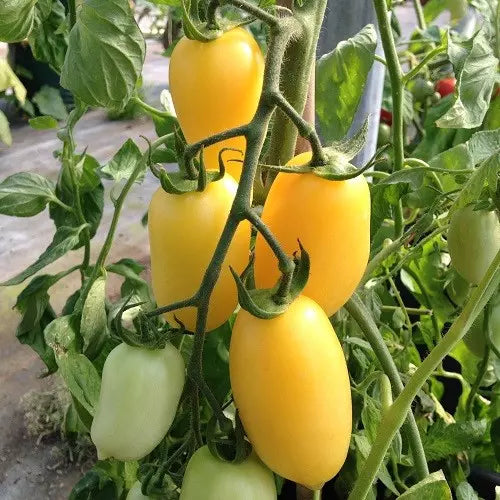 Cream Sausage Tomato Seeds - Organic Non-GMO Heirloom Solanum lycopersicum, 120+ Seeds for Canning & Salad