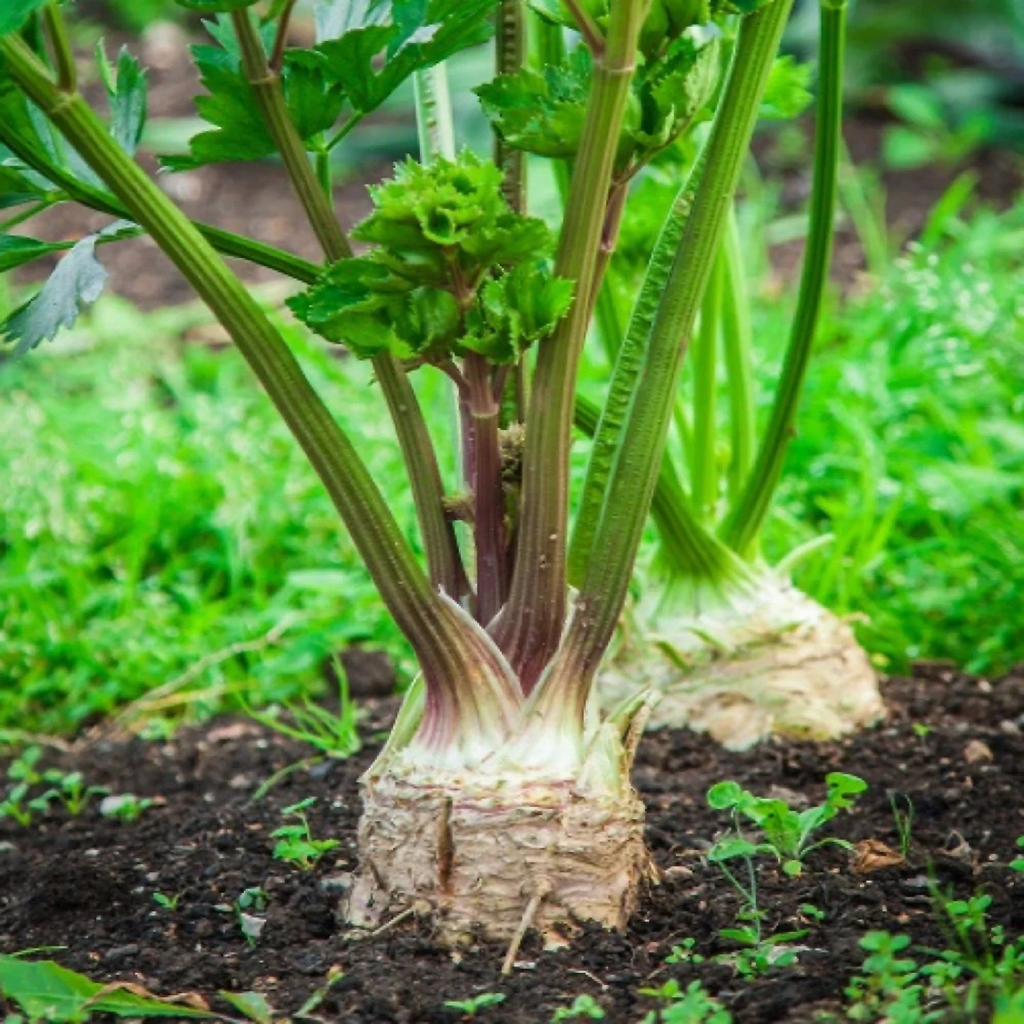 Celeriac Seeds - 5000 Giant Prague OP Variety for Large Smooth Roots - Apium graveolens
