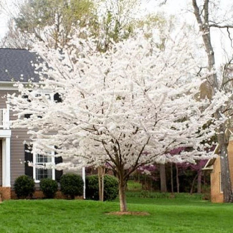 Yoshino Cherry Tree Seeds - 5 Pack, Pink Blossoms, Ornamental Prunus x yedoensis, Spring Flowering, Landscape, Garden Plant