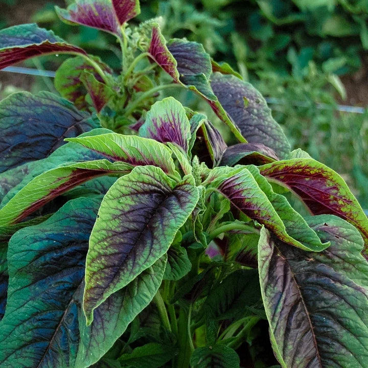 Red Leaf Amaranth Seeds - Amaranthus Tricolor - Edible Greens for 2025 Planting - Non-GMO, Full Sun, Indoor & Outdoor Gardening