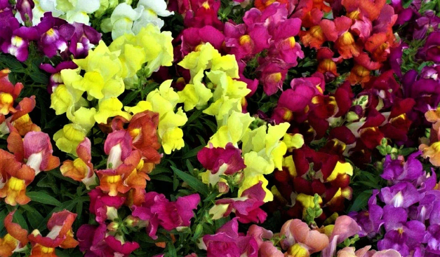 Snapdragon Seeds Dwarf Mix - 1,000+ Non-GMO Antirrhinum majus Flower Seeds