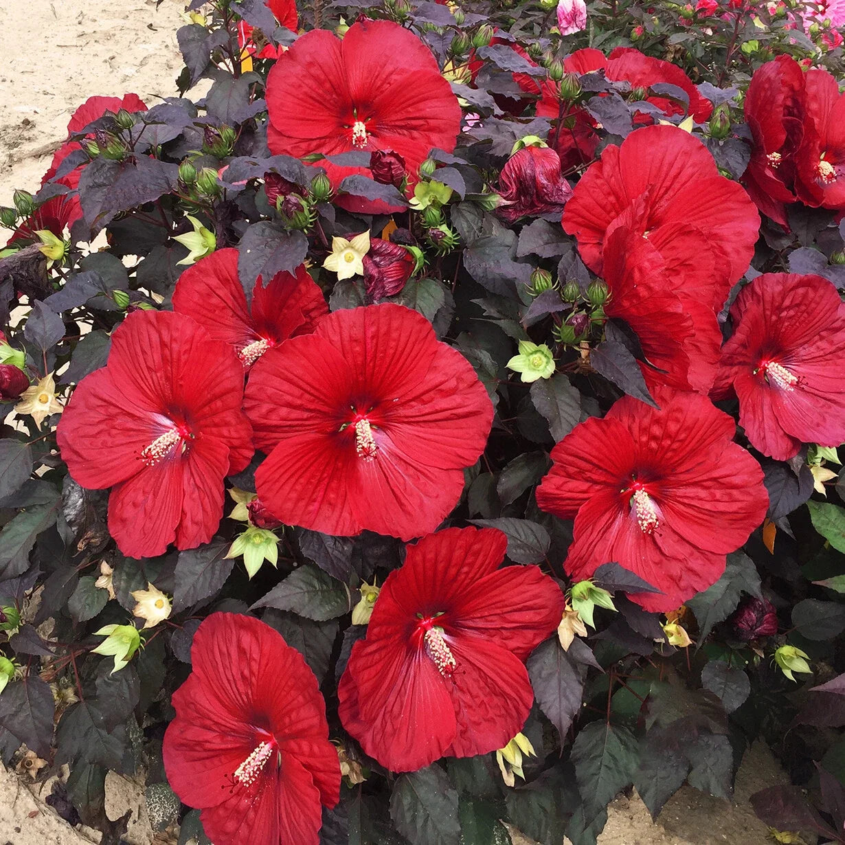 Bush Hibiscus Plant 2.5" Pot Holy Grail Big Red Flowers Hardy Hibiscus rosa-sinensis