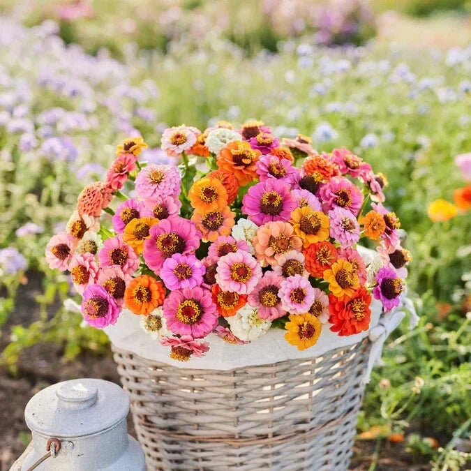 Dwarf Zinnia Seeds Mix - 100+ Button Box Variety - Vibrant Colors for Garden Borders & Containers - Zinnia elegans Seeds