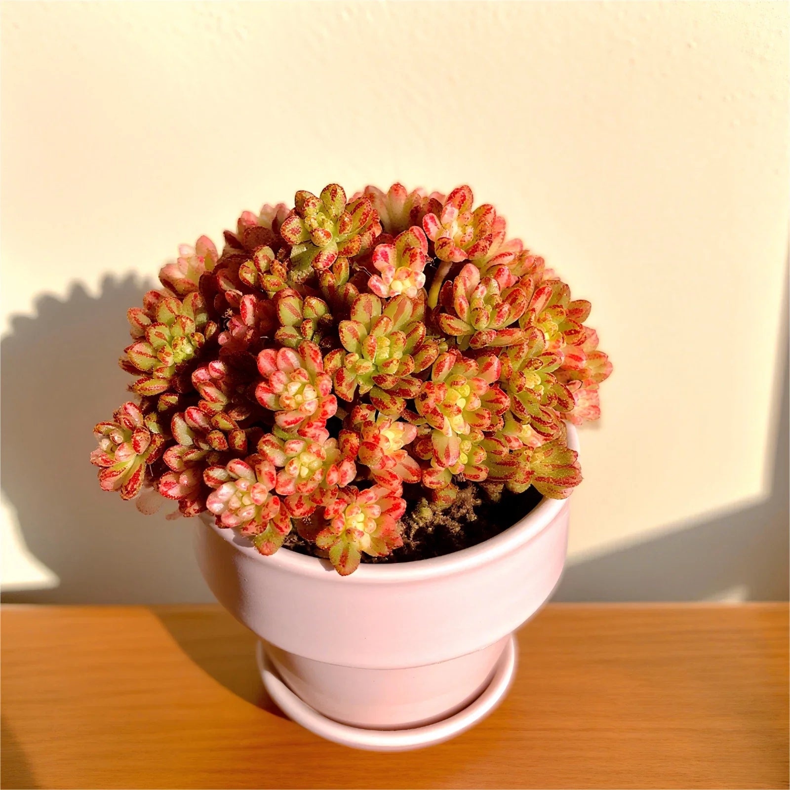 Rare Indoor Succulent Plants 3.2" Bare Root | Easy Care Live Succulents for Home Decor | Unique Houseplants