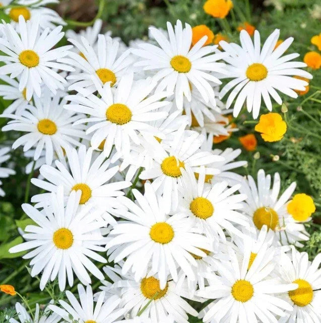 OX-EYE Daisy Seeds Pack - 100 to 1000 Seeds, Drought Tolerant Perennial Leucanthemum vulgare