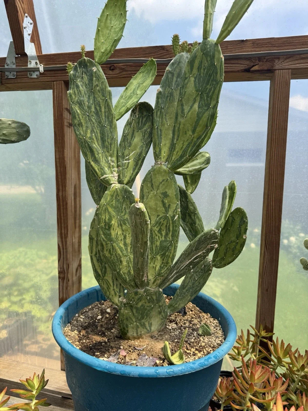 Velvet Opuntia Plants - Rooted Starts - Opuntia Tomentosa - Desert Cactus Variety - Drought-Tolerant Succulent
