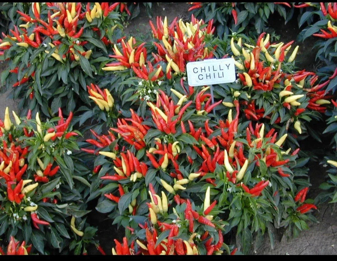 Ornamental Pepper Plant - Chilly Chili Variety in 2 Inch Pot - Capsicum annuum