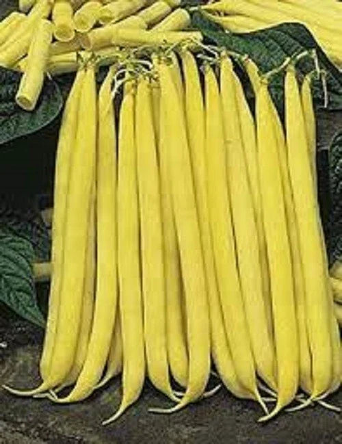 Golden Stringless Yellow Wax Bean Seeds – Non-GMO, Bush Type, Phaseolus vulgaris, Fresh Vegetable Garden Seeds