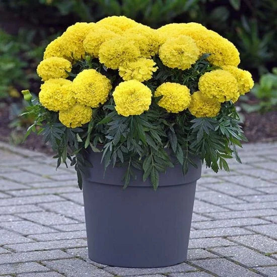 Inca Yellow Marigold Seeds – Tagetes erecta, Bright Yellow Flowers, Garden Planting, 25+ Seeds for Borders & Containers