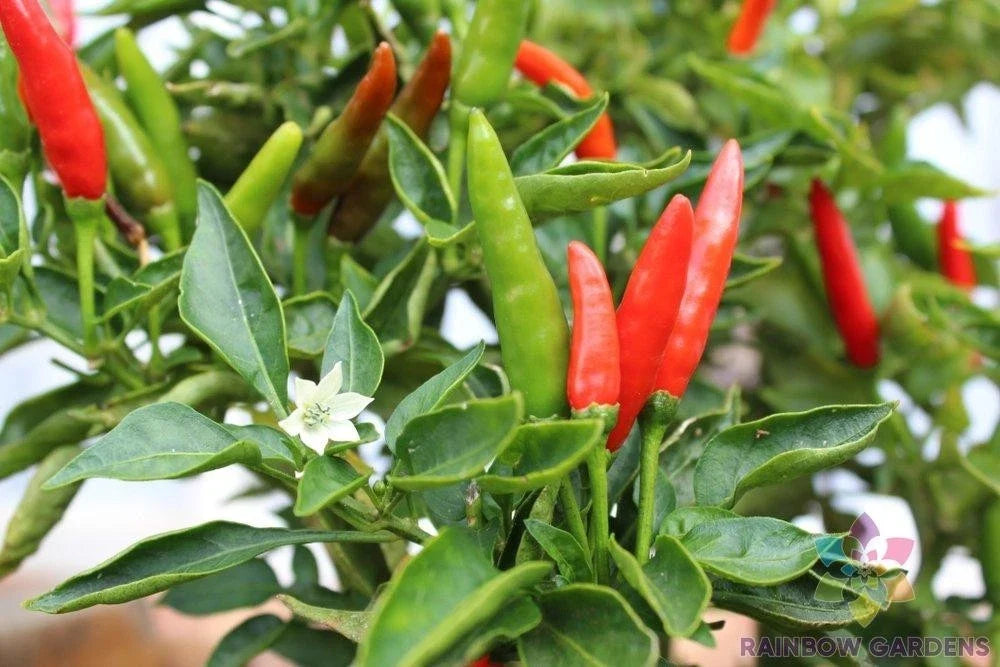 Malagueta Hot Pepper Seeds – Capsicum frutescens, 25+ Premium Seeds for Garden Planting, Spicy Peppers for Salsas & Cooking