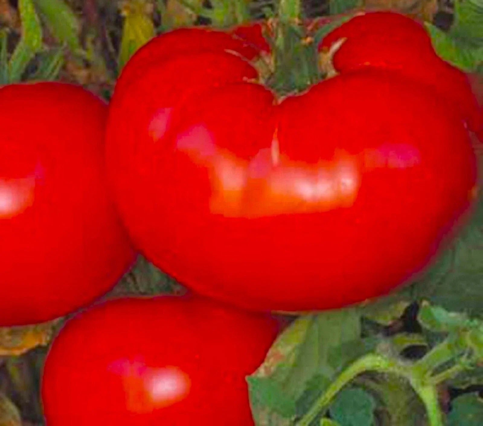 Delicious Tomato Seeds – Non-GMO, Heirloom Variety, Solanum lycopersicum, Pack of 50+ Seeds for Home Gardens & Container Planting