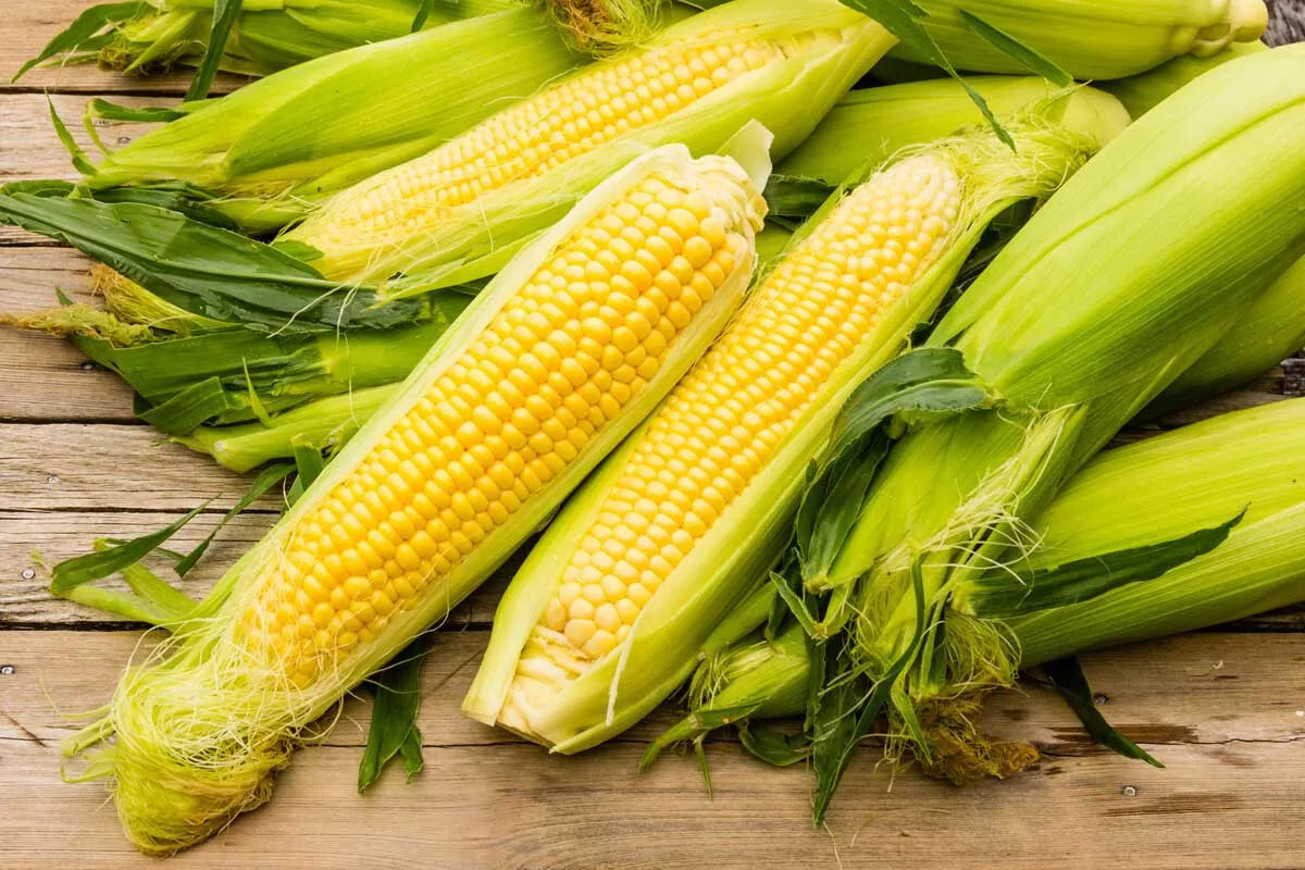 25 Seeds Sweet Iochief Yellow Corn Zea mays Non-GMO Heirloom for Home Garden