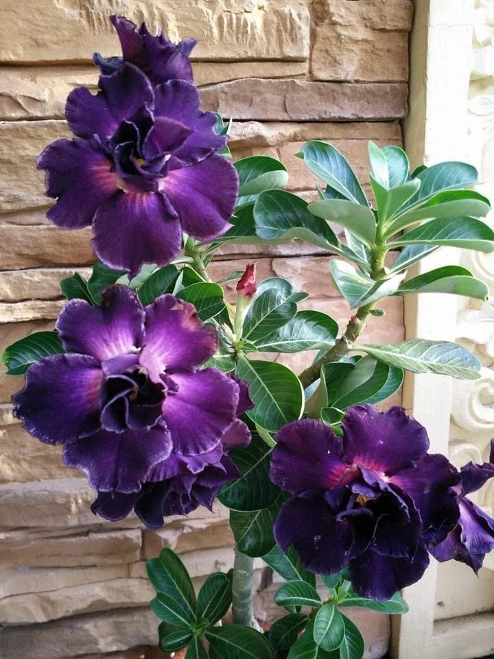 Purple Desert Rose Seeds - Adenium obesum - Perennial Flower Seeds for Garden, Pots, Landscape - 4 Pack