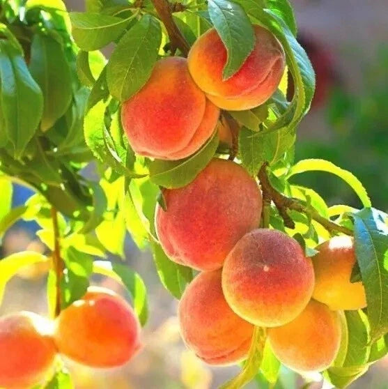 Peach Tree Seeds – Belle of Georgia Yellow Peach – Prunus persica – Fruit Seeds for Home Gardening, Orchard, Small Garden