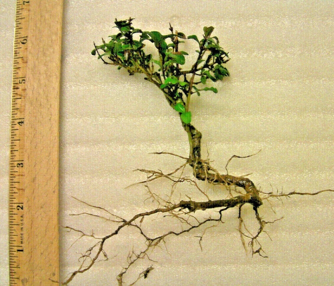 Mystery Evergreen Tree in Pot - Hardy Pre-Bonsai Plant for Indoor & Outdoor Gardening - Unknown Variety, Compact Bushy Foliage