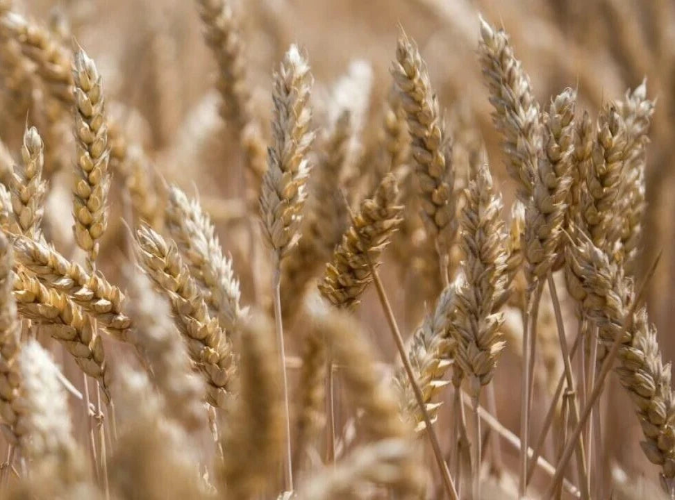 Organic Einkorn Wheat Seeds - 300 Seeds, Ancient Grain, Triticum monococcum, Nutty Flavor, Non-GMO, Heirloom, For Baking & Gardening
