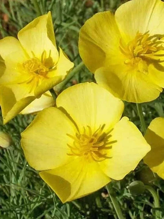California Chrome Queen Poppy Seeds - Pack of 200+ Eschscholzia californica Seeds for Gardens, Borders & Meadows