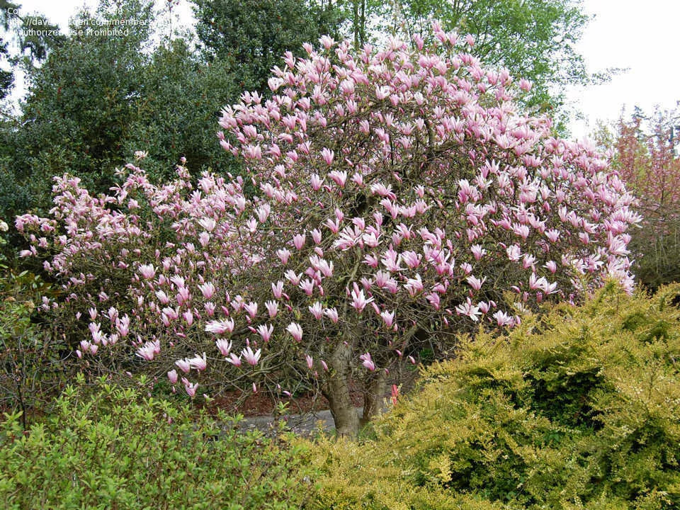 Jane Magnolia Tree 24" Bare Root Live Plant Magnolia x 'Jane' Reddish-Purple Blooms, Compact, Low Maintenance