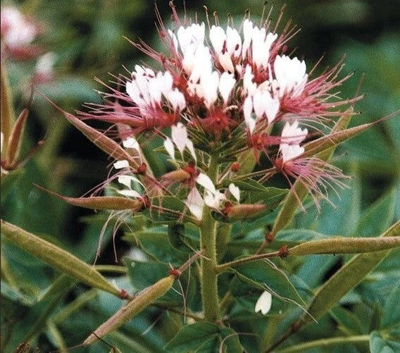 Red White Spider Flower Seeds - Clome Spinosa Perennial Pollinator Attracting Seeds, 100 Pack