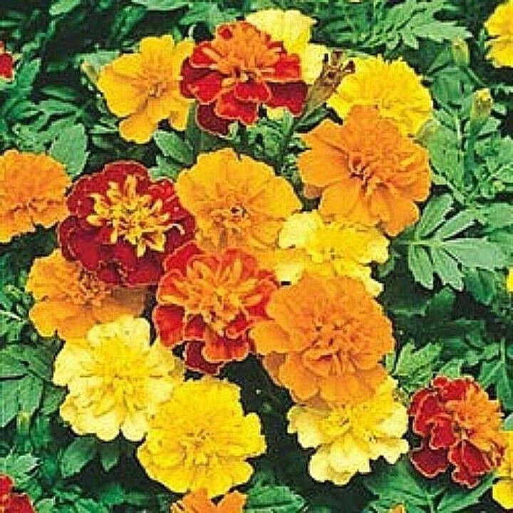 Dwarf French Marigold Flower Seeds - Sparky Mix, 501+ Seeds, Tagetes patula, Attracts Pollinators, Container Garden, Easy to Grow