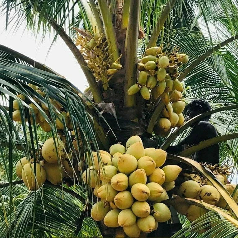 Pack of 2 Sprouted Yellow Dwarf Coconut Trees – Costa Rican Live Plants, Cocos nucifera 'Yellow Dwarf'