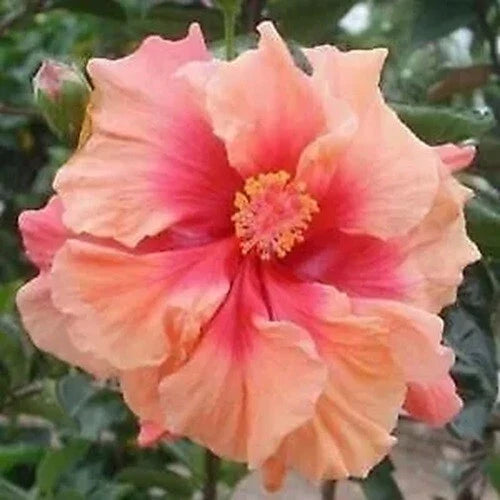 Double Pink Orange Hibiscus Seeds - Perennial Flower Seeds for Landscaping - Hibiscus rosa-sinensis, 20 Pack