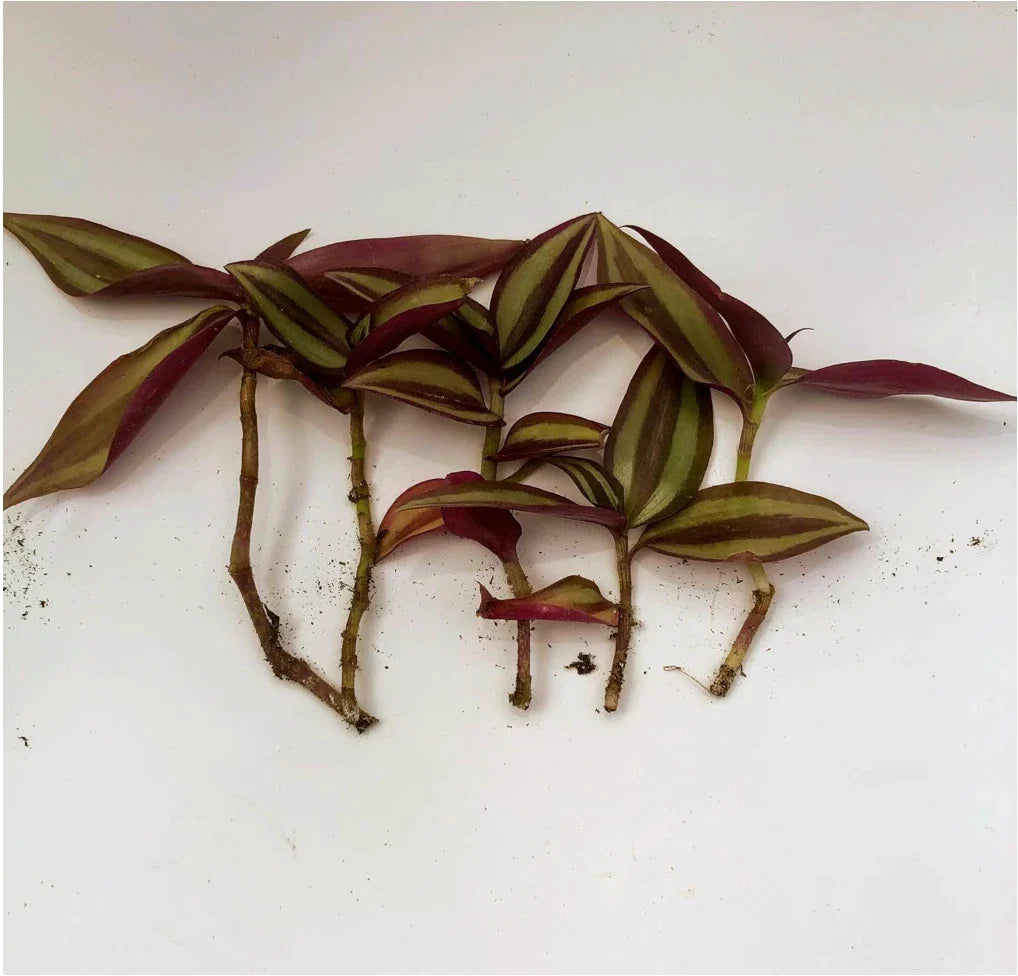 Zebrina Silver Wandering Jew Cuttings – Tradescantia zebrina – 5 Healthy Propagation Cuttings in 2" or 4" Pot