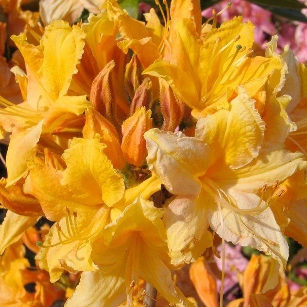 Golden Lights Deciduous Azalea Starter Plant, Rhododendron x 'Golden Lights', Bright Yellow Blooms, Well-Rooted, Garden Plant