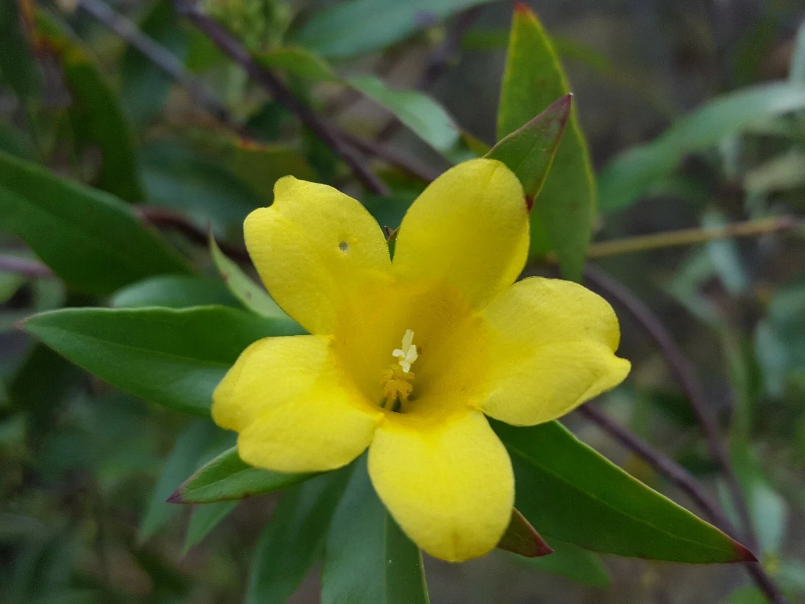 Yellow Jasmine Seeds - Pack of 25, Gelsemium Sempervirens, Florida Native Climbing Vine, Fragrant Bright Yellow Flowers