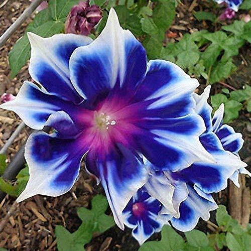 Morning Glory Seeds 100pcs Pack Perennial Climbing Flowers for Garden Ipomoea spp.