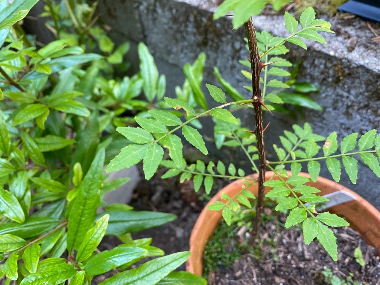 Sansho Japanese Pepper Tree Cuttings 4 Pack | Zanthoxylum piperitum | Propagation, Fragrant Leaves & Fruits