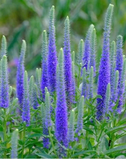 Ulster Dwarf Blue Veronica Bare Root Starter Plant – Veronica spicata 'Ulster Dwarf' – Compact Perennial with Blue Flowers