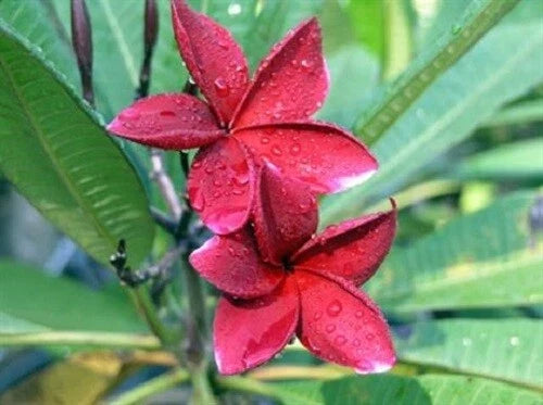 Red Plumeria Seeds – 5 Perennial Flower Seeds for Frangipani (Plumeria rubra) with Vibrant Red Flowers
