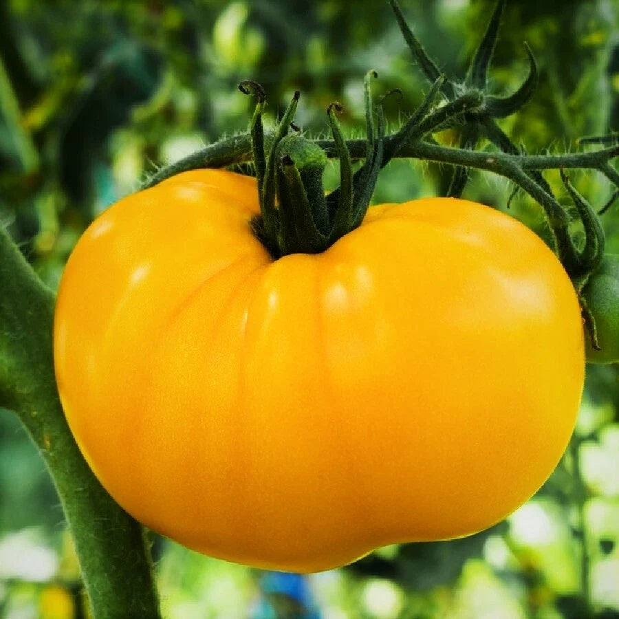 Yellow Brandywine Tomato Seeds | Heirloom Golden Beefsteak Vegetable Seeds | Solanum lycopersicum | 2025