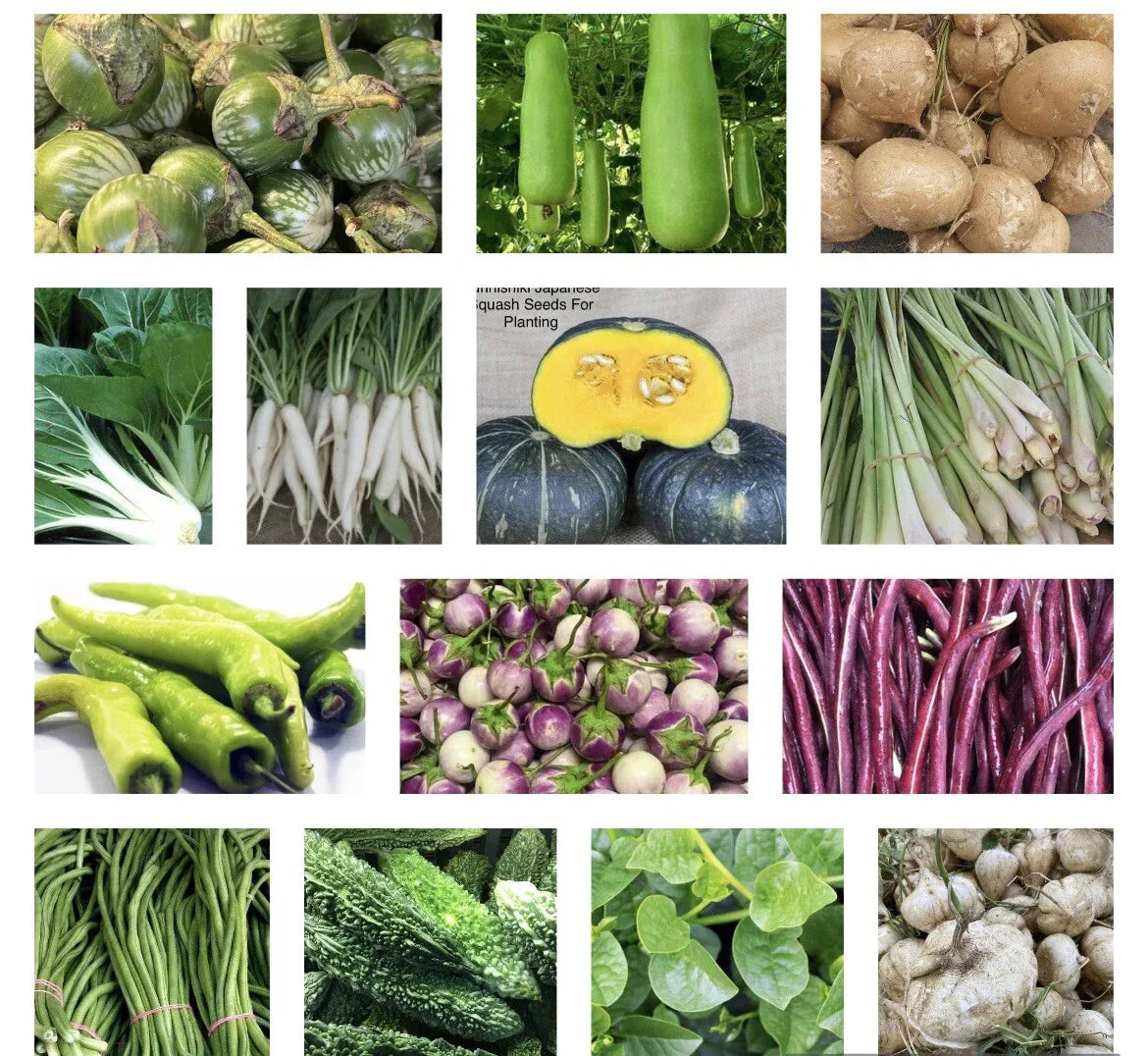 Asian Vegetable Seeds Variety - 20 Non-GMO Packets for Home Gardens & Urban Farming