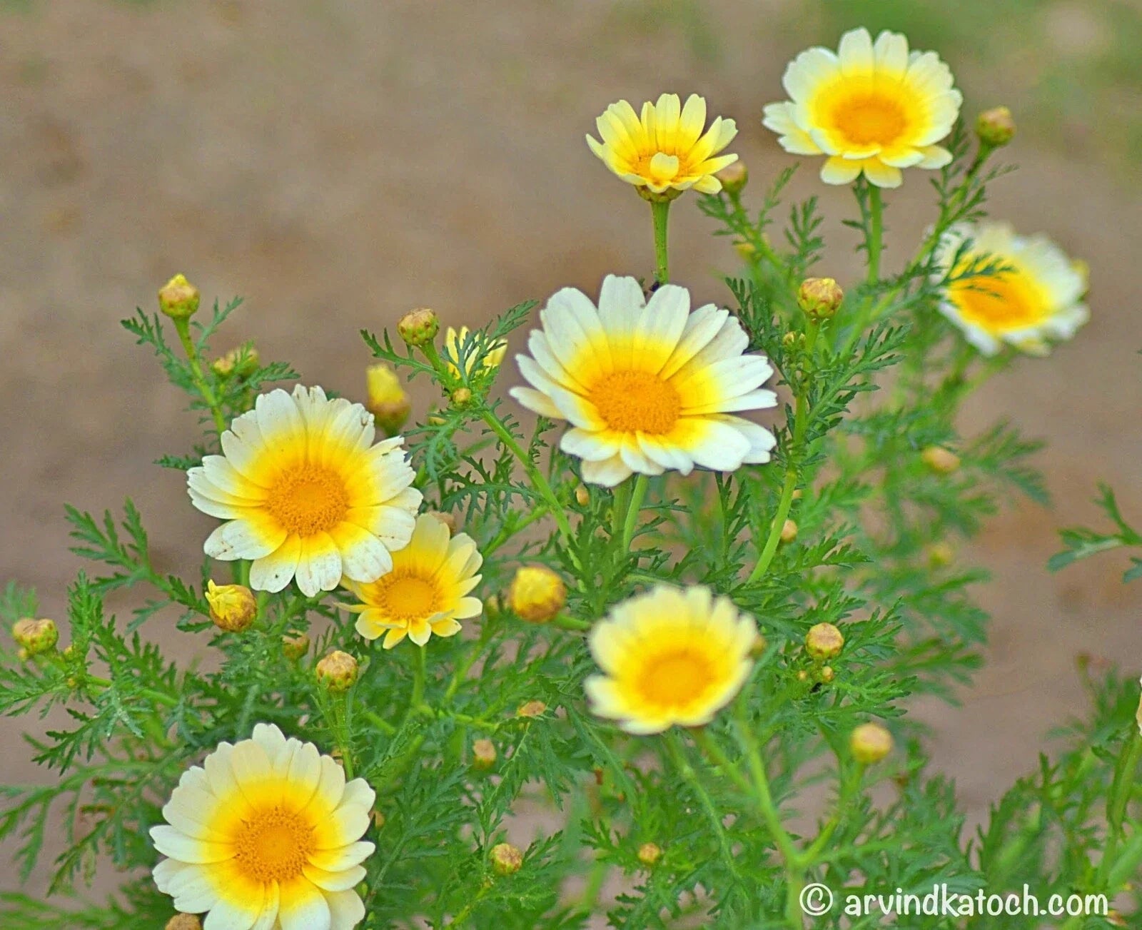 Crown Daisy Seeds 100 Pack, Chrysanthemum coronarium, Flower Seeds for Garden, Attracts Pollinators, Easy Care, Compact Growth