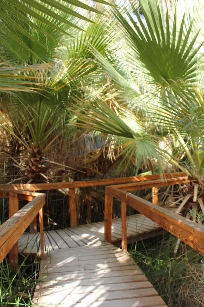 20 Seeds California Fan Palm Washingtonia filifera - Drought Tolerant Landscape Plant