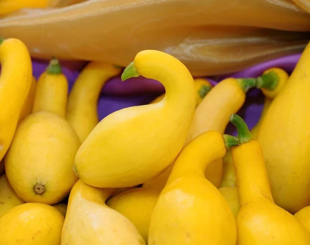 Crookneck Squash Seeds - 30 Count Heirloom Yellow - Cucurbita pepo - USA Grown