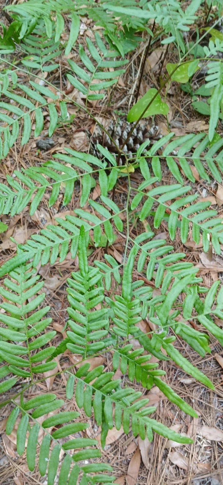 Eagle Fern Live Plants Set of 5 – Rare Woodland Ferns Pteridium aquilinum for Shade Gardens