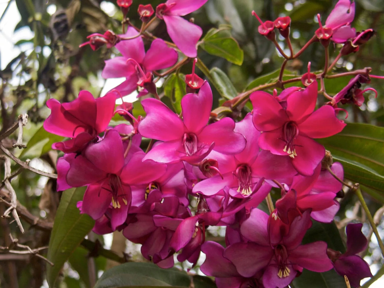 Rare Tropical Meriania Seeds - Motley Meriania (Meriania nobilis) Pack of 5 Seeds with Free Shipping