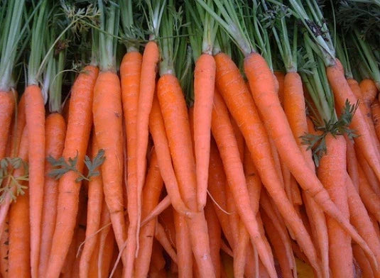 Fresh Carrot Seeds - Tendersweet Variety, 200 Count, Daucus carota, Non-GMO, Easy to Grow, Perfect for Container Gardening
