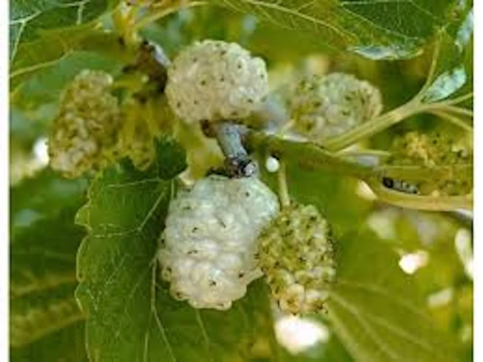 White Mulberry Tree Bare Root 1-2ft Morus alba Fast Growing Hardy Zones 3-9 Live Tree