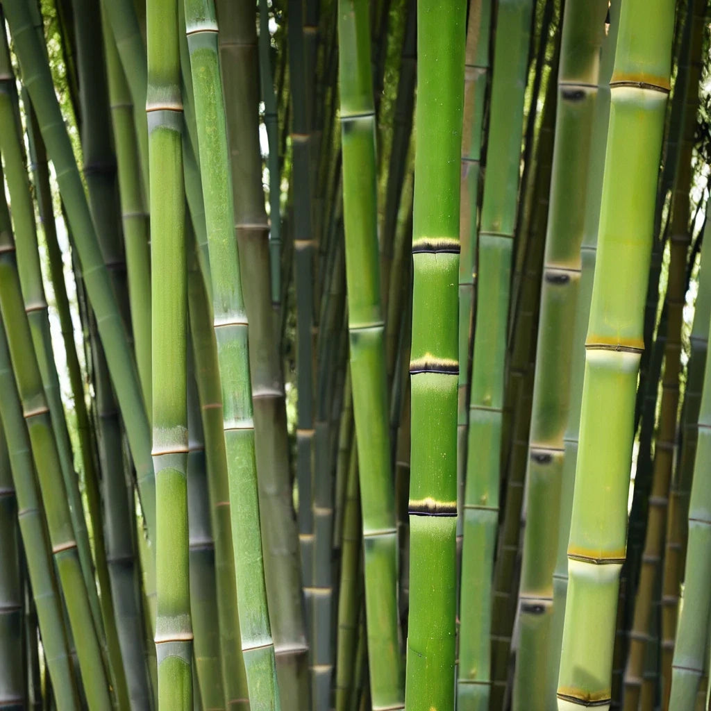 50 Bamboo Seeds Clumping Privacy Screen Garden Shade Bambusa arundinacea