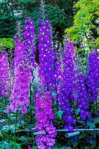 Larkspur Flower Seeds - 100+ Seeds - Vibrant Blue & Purple Blooms - Delphinium ajacis - Easy to Grow Wildflowers