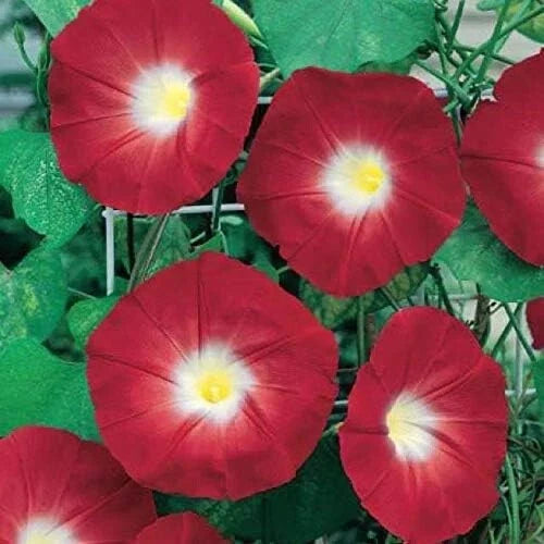 Red Ipomoea Climbing Vine Seeds - 100 Count - Fast-Growing Ornamental Morning Glory