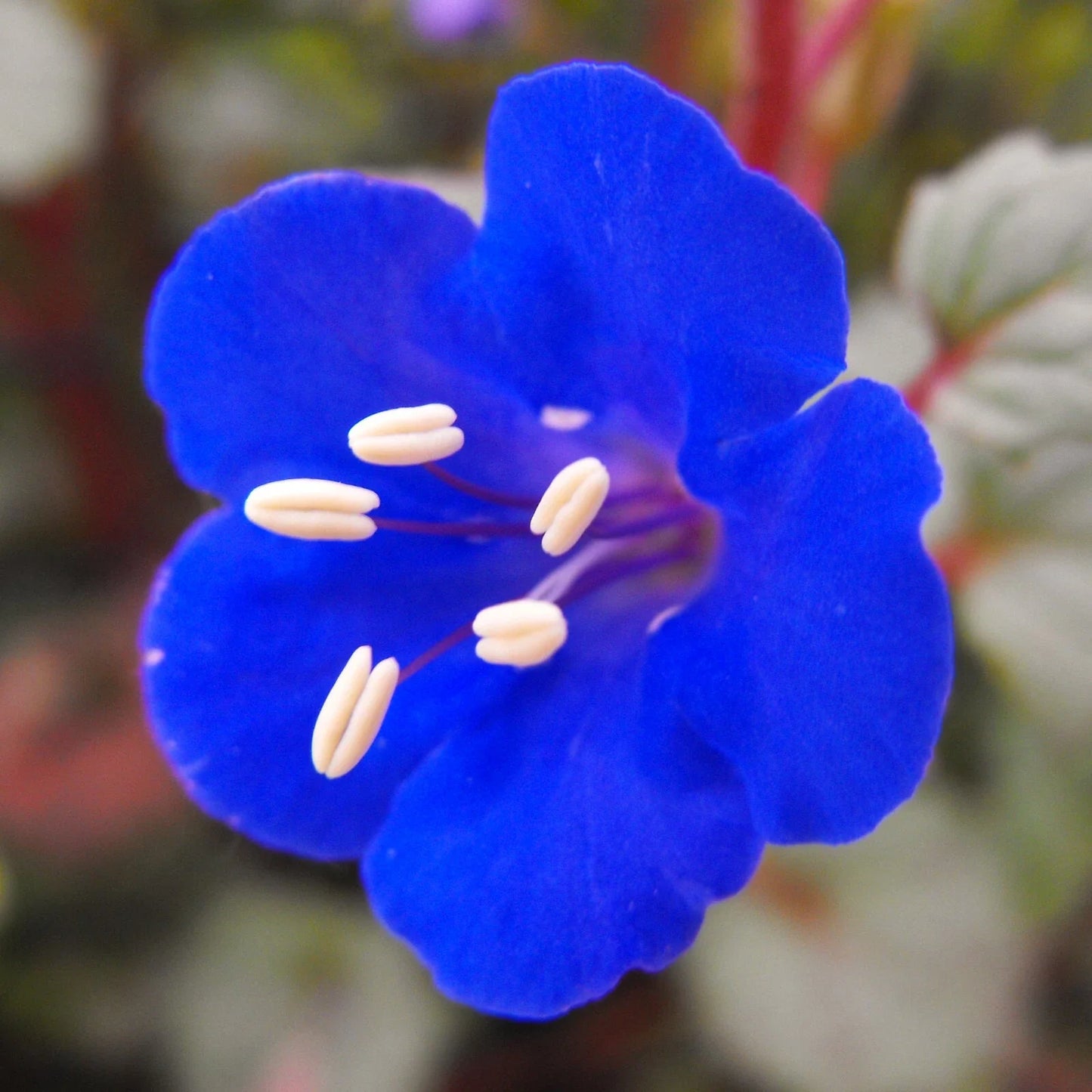 California Bluebell Seeds | Phacelia campanularia Wild Desert Bells | 2025 Seed Pack for Drought-Tolerant Gardens