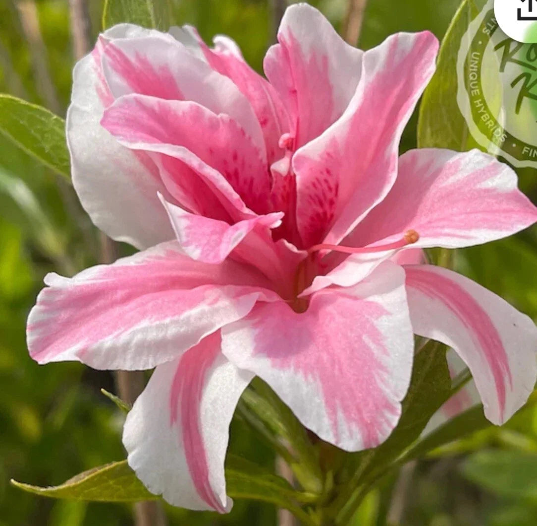 Azalea Starter Plant - Sugar and Spice Rhododendron - Rare Compact Bush in 4-Inch Pot